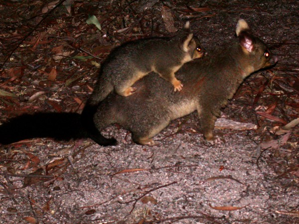 Brush-tail Possum